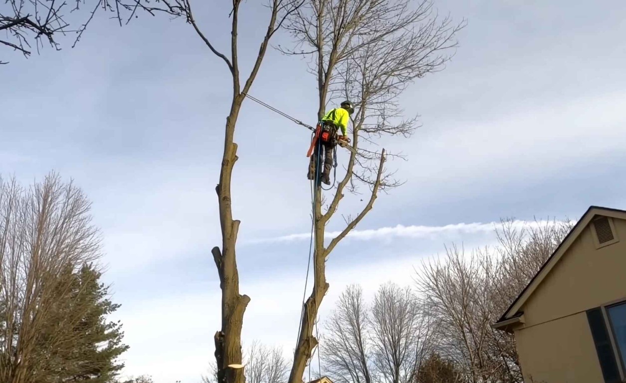 Professional tree climber using safety equipment for tree pruning in Oak Lawn, IL